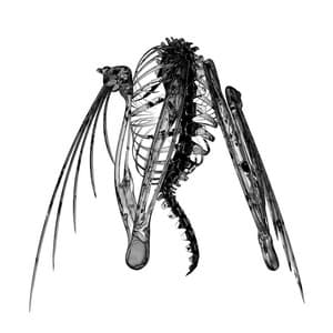 Heterocetera - Lotic